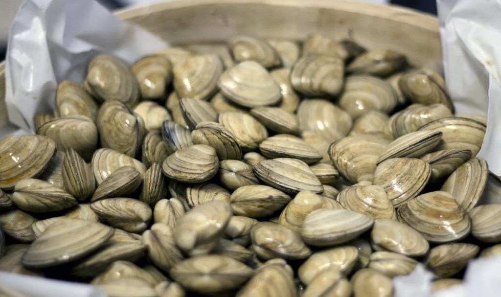 1kg net of wild surf clams from Kellys in Galway Buy