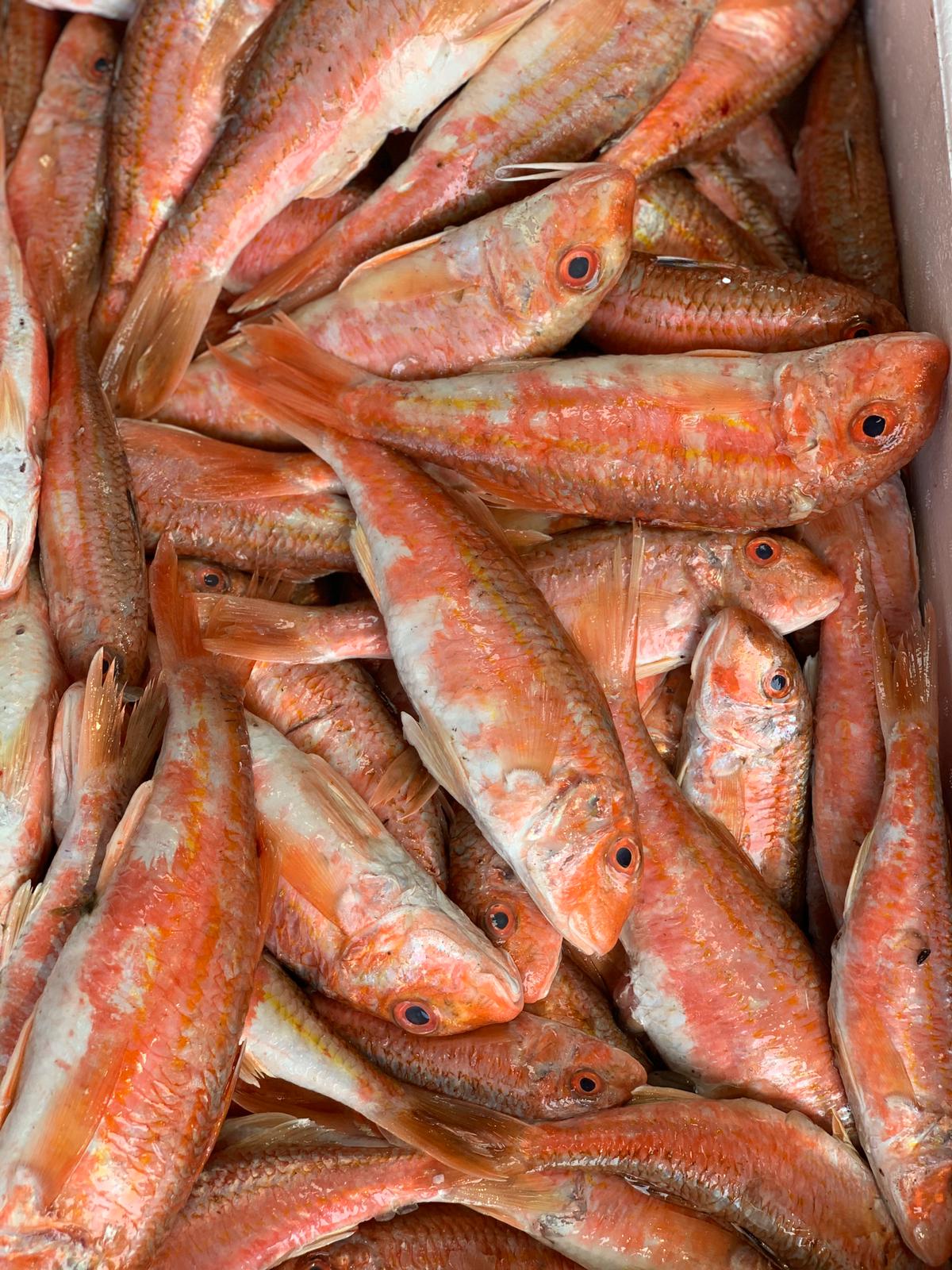 Red Mullet – Buy Seafood Online – Sustainable Seafood Ireland
