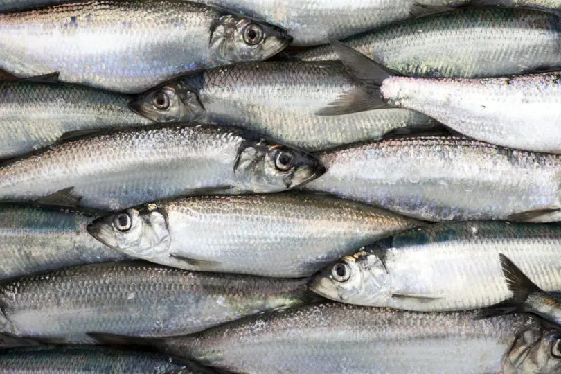 Herring (Clupea Harengus) 1kg