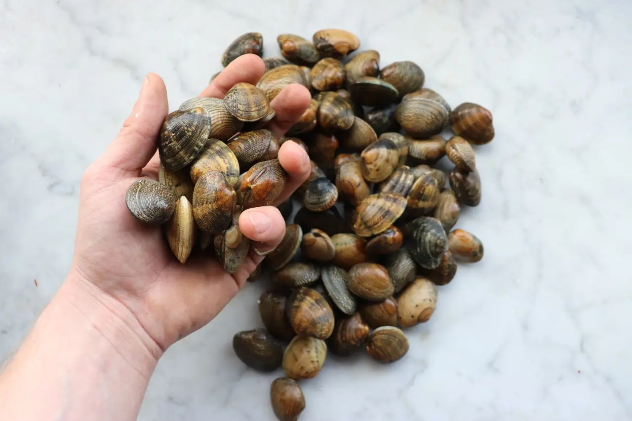 Surf Clams (Spisula Solida)1kg - Image 2