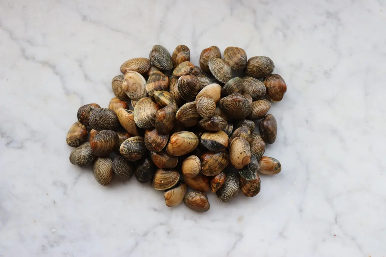 Surf Clams (Spisula Solida)1kg