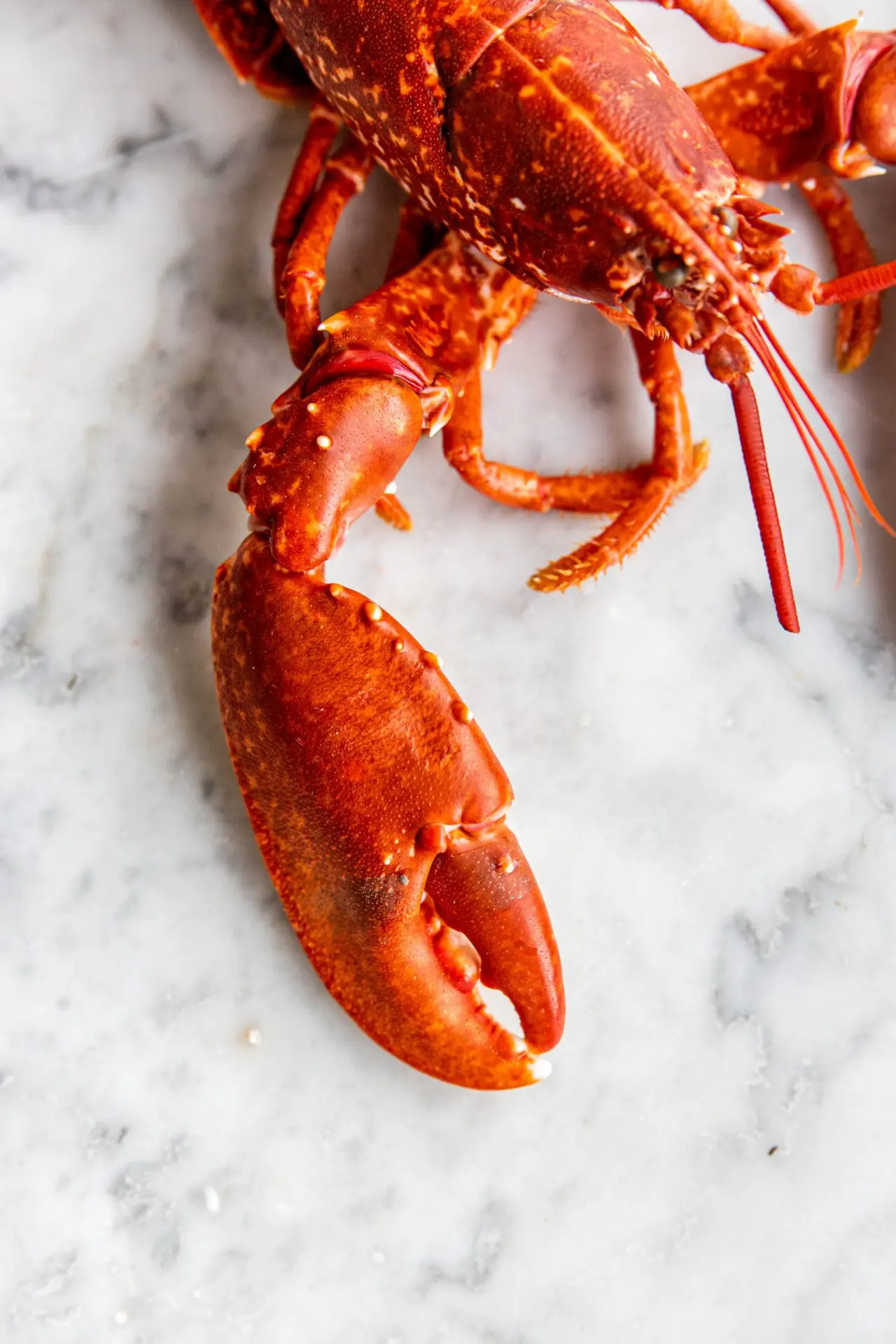 Christmas Eve  Lobster Thermidor - Image 3