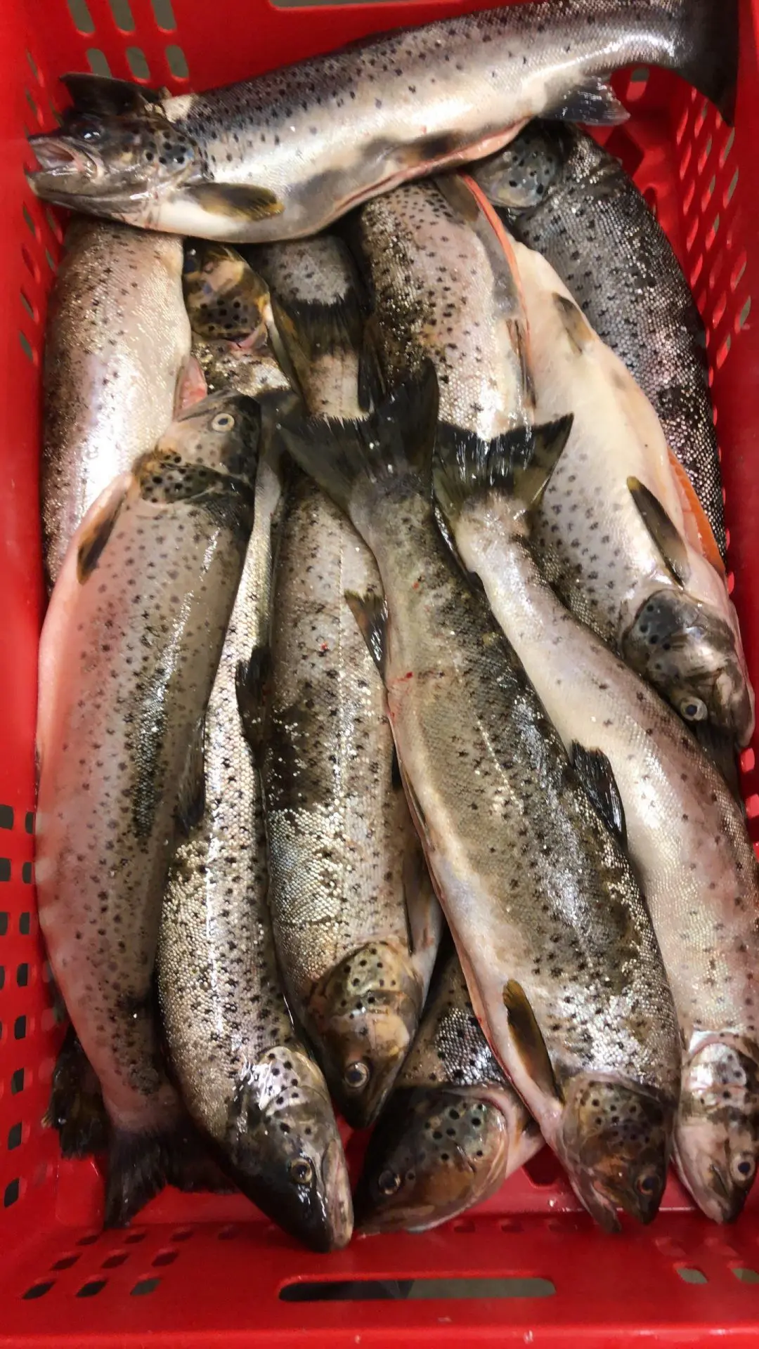 Wild Irish River Trout (Salmo Trutta) - Image 3