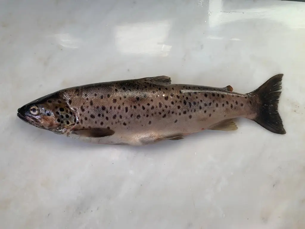Wild Irish River Trout (Salmo Trutta)
