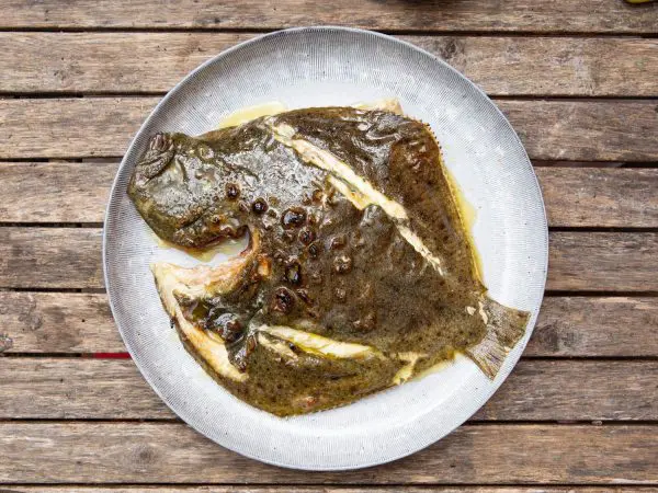 Turbot (Scophthalmus Maximus) - Image 2