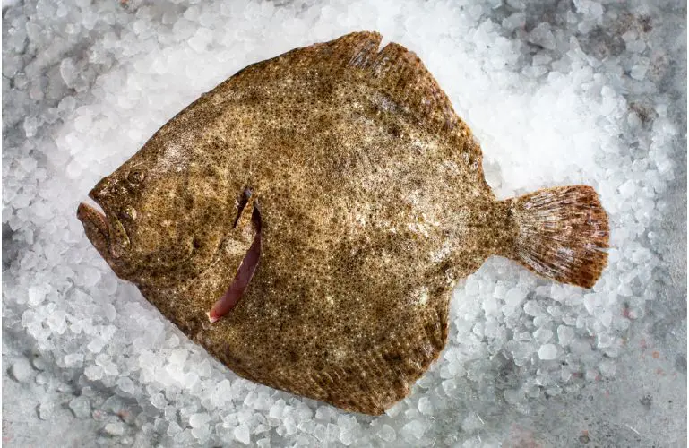Turbot (Scophthalmus Maximus)