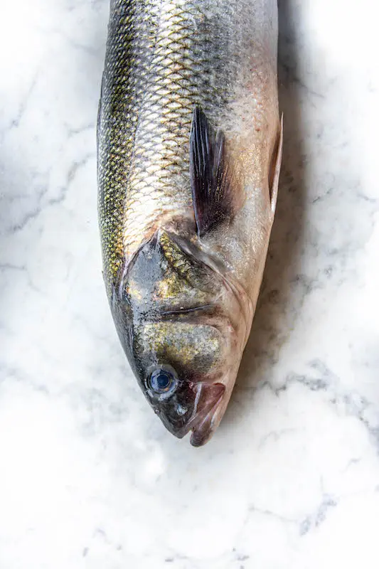 Sea Bass (Dicentrarchus Labrax)
