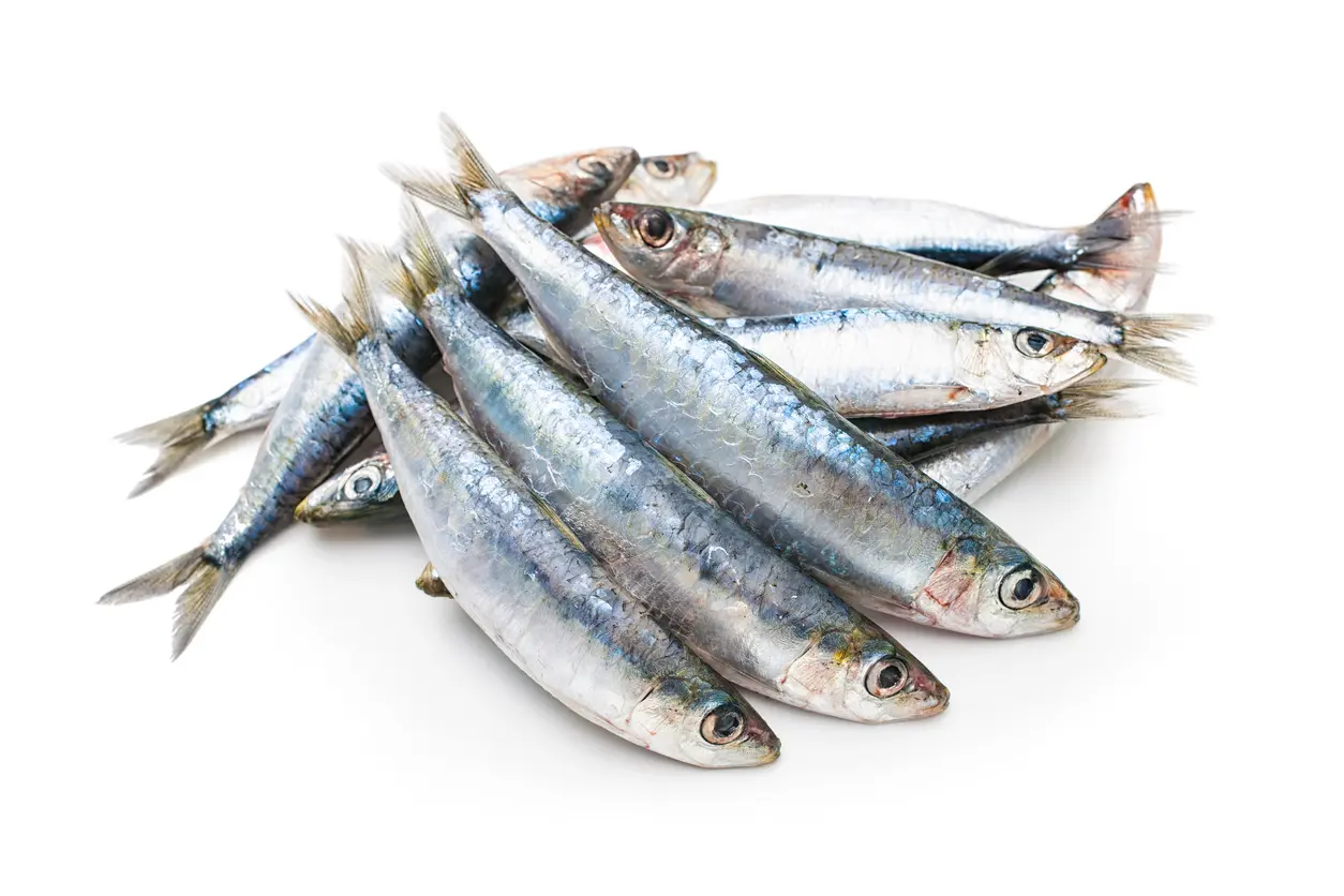 Sardines