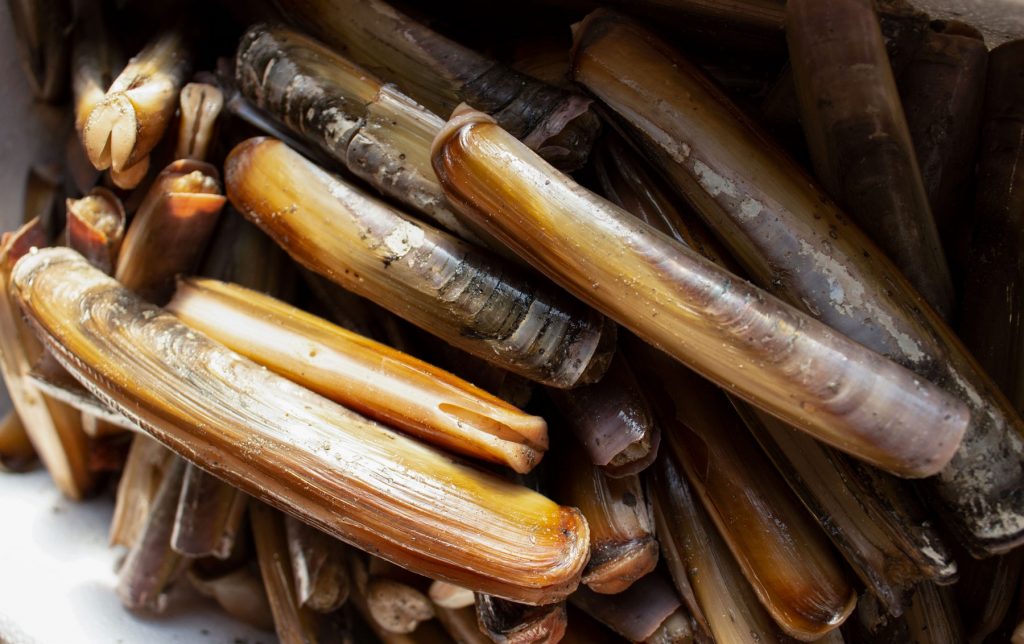 Razor Clams Sustainable Seafood Ireland